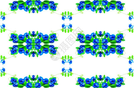 阮詹户外洗发水蓝色花朵蝴蝶派鸽翼蓝豆白被孤立图片