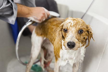 一只可爱狗洗澡的画面国内品种头发图片