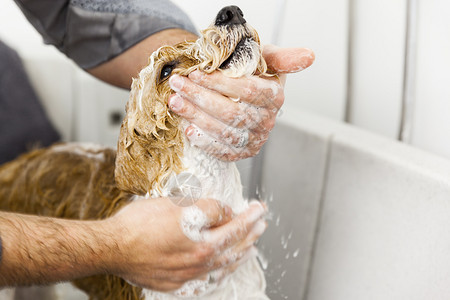 修饰湿的气泡一只可爱狗洗澡的画面图片