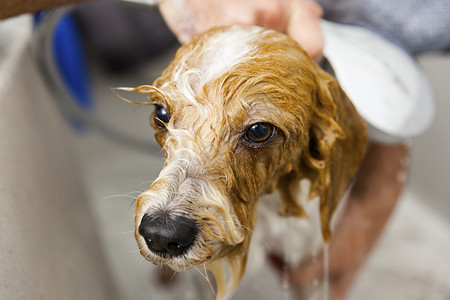 男修饰一只可爱狗洗澡的画面娇生惯养图片