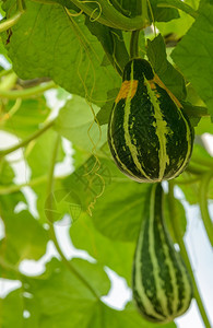 在树上涂有南瓜或动物色素的黄瓜农业收成万圣节图片