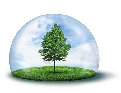 绿树和玻璃茶杯中的青树和草在白色背景上与世隔绝花园有机的全球图片