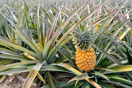 都乐种植园菠萝迷宫图片