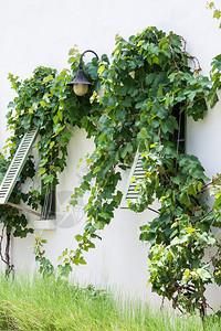 屋美丽的常春藤带有欧洲风格房子葡萄藤的Wooden窗口图片