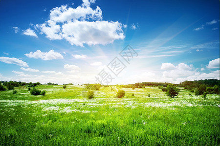 阳光明媚的天空下有鲜花绿地太阳晴天植物图片