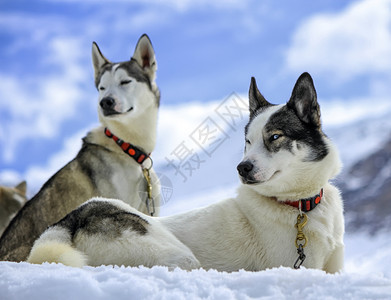 犬类黑色和白的哈斯科狗在雪上休息毛皮动物图片