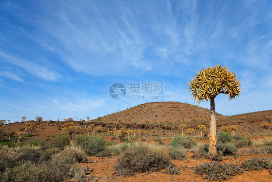 天空沙漠风景Aloedichotoma南非北开普省图片