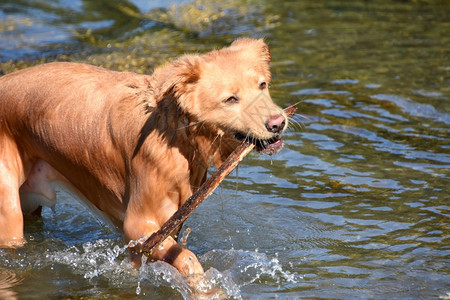 服从摄影雅茅斯美丽的湿鸭追逐犬拿棍子来抓狗图片