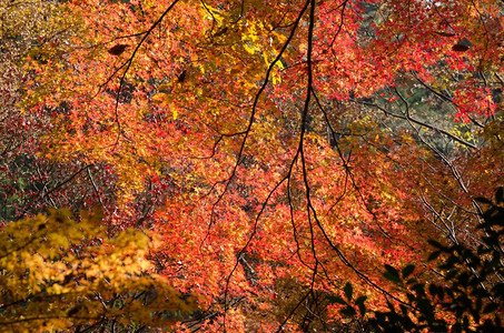 秋季枫叶风光图片