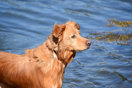 服从海水中浸湿的拖车狗训练打猎图片