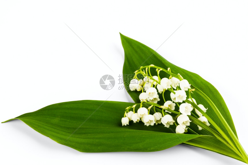 花朵白底色山谷的百合花开图片