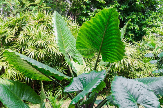 植物多年生群绿色叶子三角形在花园里图片