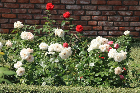 花园美丽的中白红玫瑰自然图片
