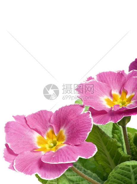 植物群紫色海棠花宏观绿图片