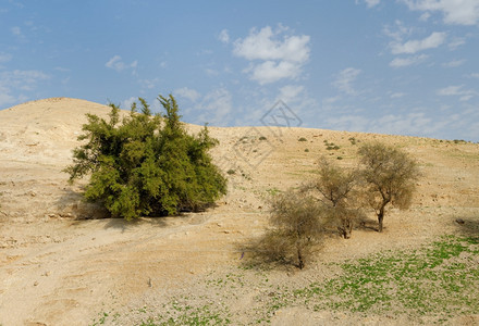 风景优美山坡春天沙漠丘上的几棵树春天沙漠丘上的几棵树东方图片