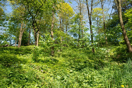 蓝色的瑞典南部夏季森林瑞典南部的夏季森林与新鲜的绿色植物北欧爬坡道图片