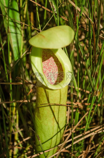 物种植壶腹猪笼草学图片