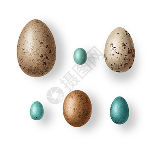 复活节一套符合实际的野生鸟鸡蛋组装成设计要素准备用于卡片贴纸印刷招画海报动物团体图片