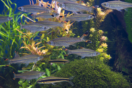 钓鱼一群在水族馆游泳公园图片