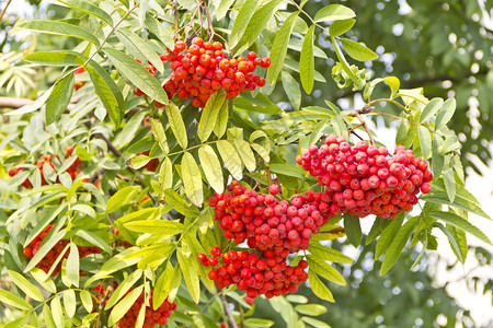 夏日红成熟的蓝莓树枝桑多恩水果绿色图片