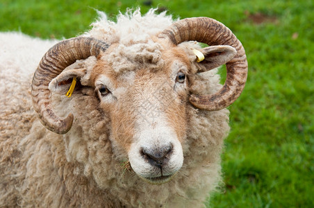 带角的甜羊以绿草为背景的正面肖像甜内存农田图片
