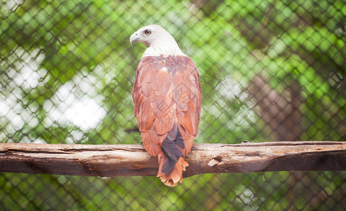 笼子里的棕鹰翅膀喙白色的图片