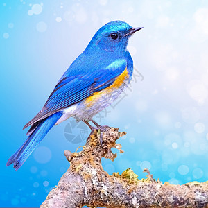 蓝鸟男喜马拉雅鸟蓝尾巴Tarsigerrufiliatus站在有多彩蓝色布基背景的树枝上歌曲散景禽类图片