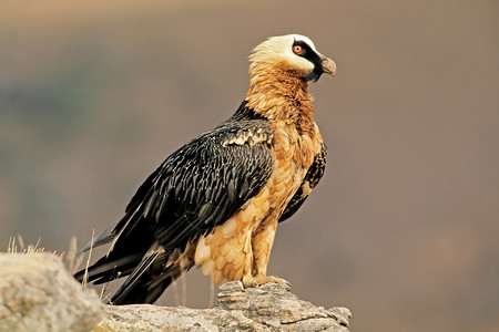 环境喙一个濒危的留胡子秃鹫Gypaetusbarbabatus在一块岩石上游荡南非稀有的图片
