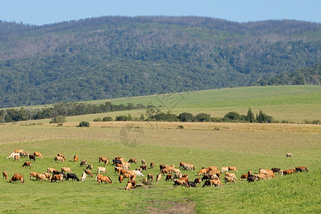 夏天牛乳奶在一片农村场的青草绿牧上放南非爬坡道农业图片