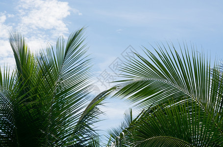 旅行印度人交通绿色椰子棕榈树叶在蓝色天空上紧闭斯里兰卡南部省亚洲图片