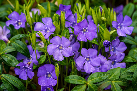 盛开春天紫蓝色的长花小植物学图片