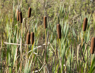 水边植物群荷兰RockanjeHolland附近湿地的香蒲植物图片