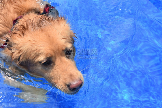 水池动物鸭在蓝泳游的狗中到一个蓝色泳池里图片