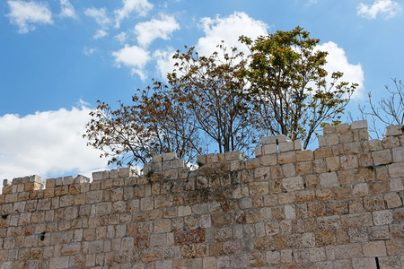 以色列天空耶路撒冷旧城古石墙之上的树砖块图片