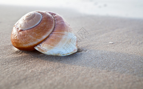 漩涡浅褐色的海景边夏季滩的贝壳上图片