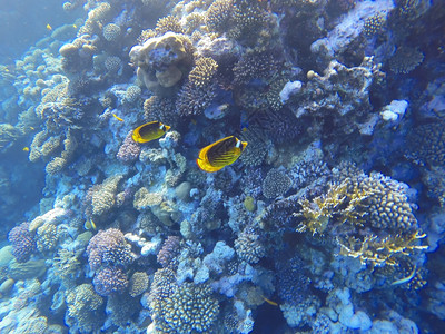 异国情调自然带有硬珊瑚和鱼类的红海珊瑚礁水下照片埃及图片