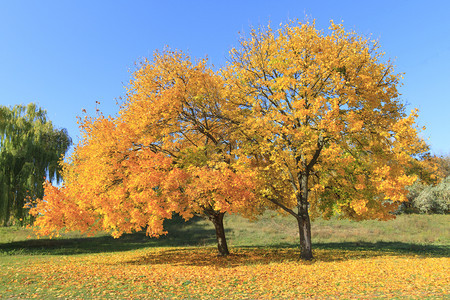 秋天黄色的树木图片