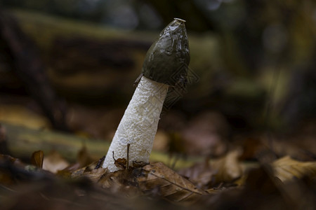 自然植物幽灵非学说以一般的臭角闻名是法拉塞河中一种广泛流行的真菌图片