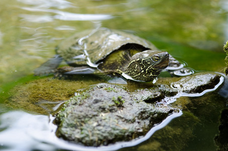 日本濒危池塘龟毛里氏乌池塘坐在水中的石头上毛里米斯韦濒临灭绝的物种棕色图片
