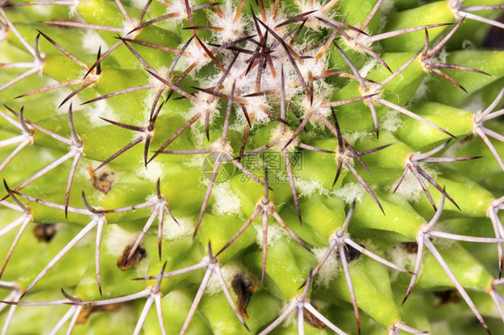 植物群有针头背景图象的仙人掌美丽图片