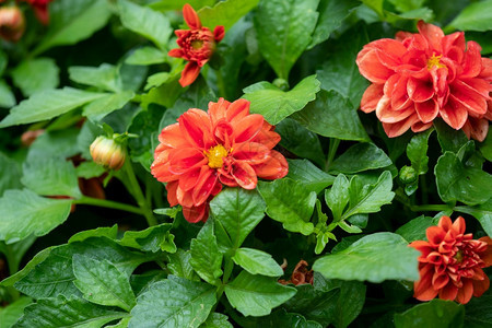 夏天植物群细节在花园里紧贴着美丽的红色大花鲜的色大丽花图片