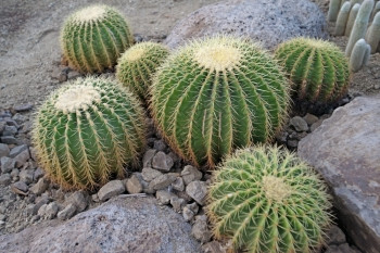 植物园大仙人掌图片