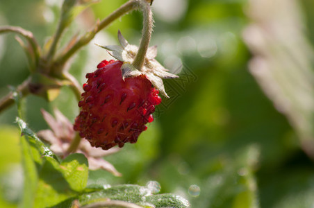花园饮食森林里的野小草莓森林里的野草莓素食主义者背景图片
