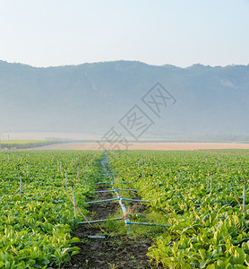 山清晨花椰或甘蓝田植物管道图片