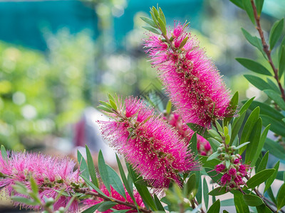 绿色模糊背景的瓶刷树和花朵澳大利亚颜色植物群图片