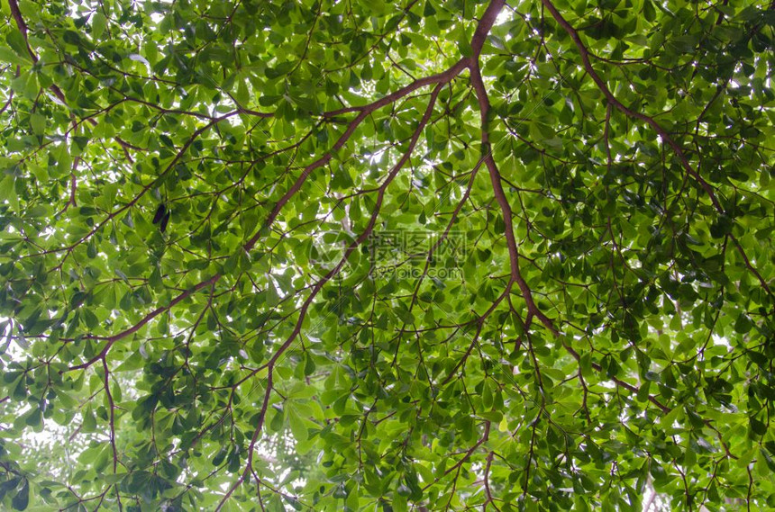自然生长有树枝和绿叶图片