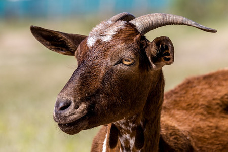 棕色山羊在草地上的一头棕色山羊详情眼睛脊椎动物阿莱利图片
