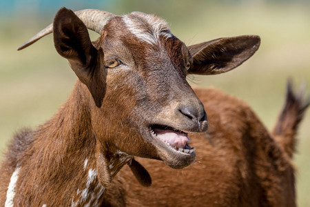 常设肖像棕色山羊在草地上的一头棕色山羊详情阿科斯塔图片