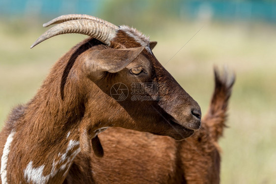 乡村的一种棕色山羊在草地上的一头棕色山羊详情动物图片