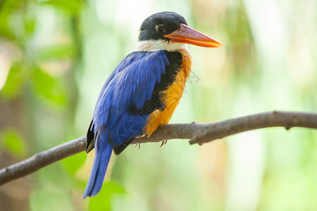 鸟类学野生动物美丽的蓝海王鸟坐在树枝上羽毛图片